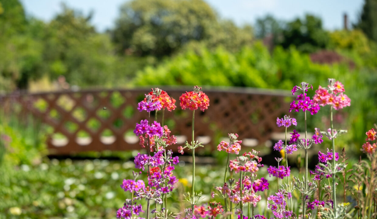 Conwy Water Gardens