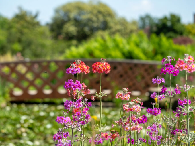 Conwy Water Gardens